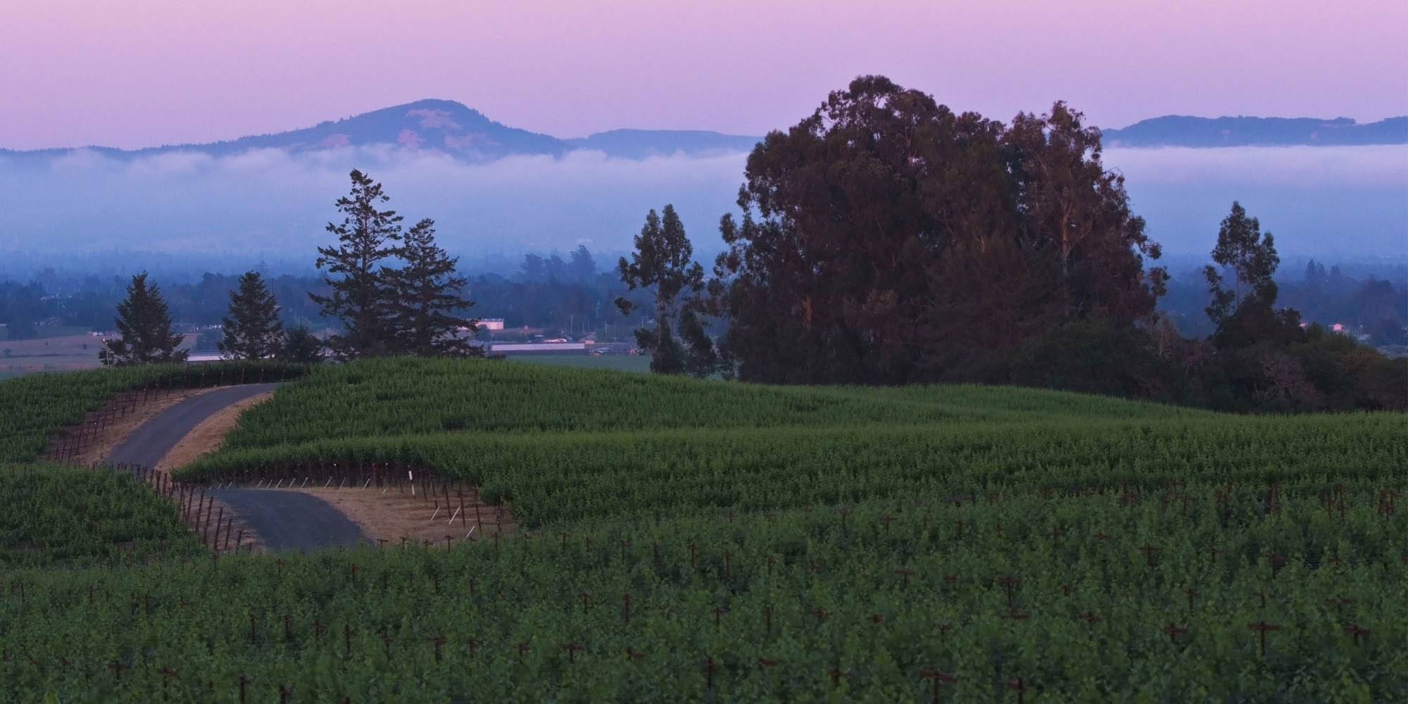 VineHill_045.jpg